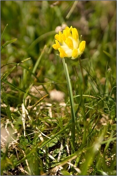 img00070.jpg