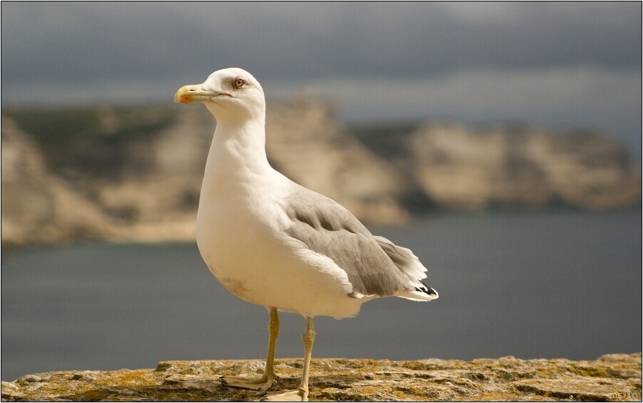 img00042.jpg