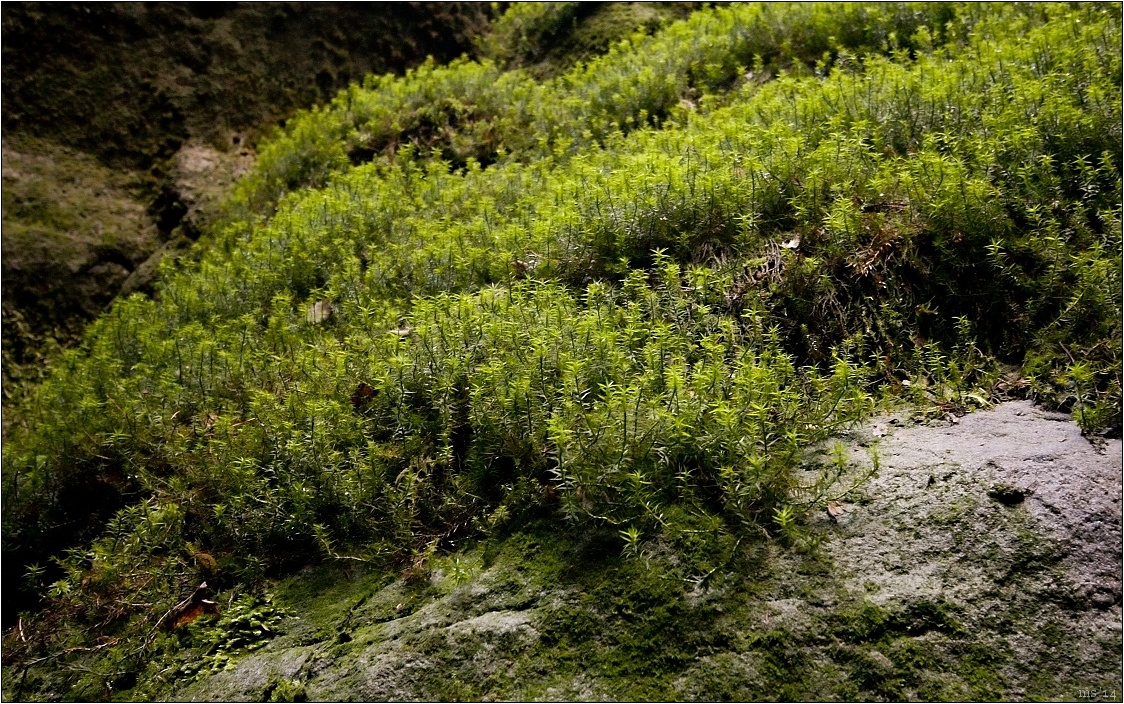 img00009.jpg