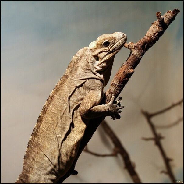 img00014.jpg
