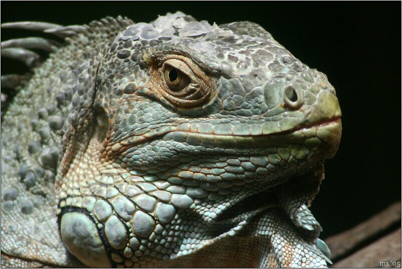 img00018.jpg